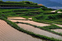 棚田-253