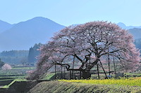 高山村-176