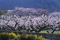 松代東条の杏-001