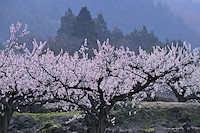 松代東条の杏-002