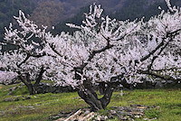 松代東条の杏-003