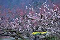 松代東条の杏-004