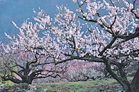 松代東条の杏-005