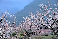 松代東条の杏-006