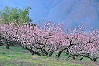 松代東条の杏-007