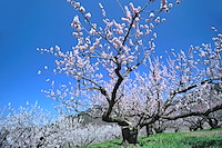 松代東条の杏-008