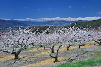 松代東条の杏-009