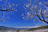 松代東条の杏-010