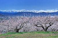 松代東条の杏-011