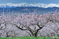 松代東条の杏-012