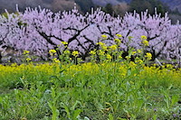 松代東条の杏-013