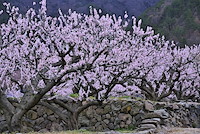 松代東条の杏-014