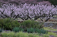 松代東条の杏-015