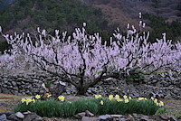 松代東条の杏-016