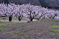 松代東条の杏-017