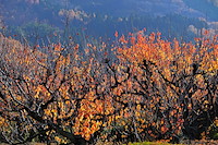 松代東条の杏-018