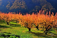 松代東条の杏-019