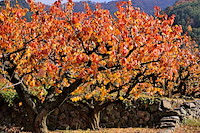 松代東条の杏-020