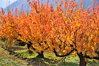 松代東条の杏-021