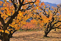 松代東条の杏-022