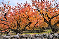 松代東条の杏-023