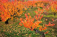 松代東条の杏-024