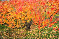 松代東条の杏-025