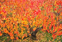 松代東条の杏-026