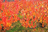 松代東条の杏-027