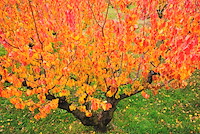 松代東条の杏-028