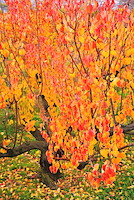 松代東条の杏-029