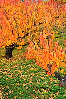 松代東条の杏-030