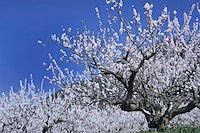 松代東条の杏-031