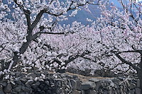 松代東条の杏-032