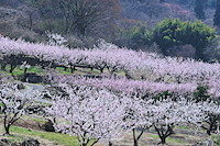 松代東条の杏-033