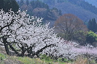 松代東条の杏-034