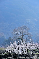 松代東条の杏-035