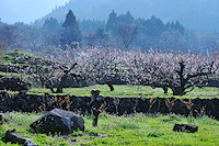 松代東条の杏-036