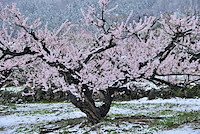 松代東条の杏-037