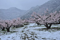 松代東条の杏-038