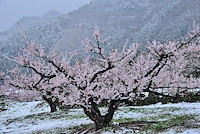 松代東条の杏-039