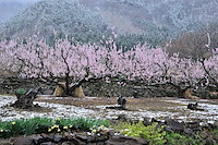 松代東条の杏-040