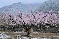 松代東条の杏-041