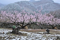 松代東条の杏-042