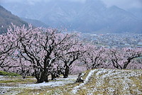 松代東条の杏-043