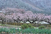 松代東条の杏-044