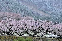 松代東条の杏-045