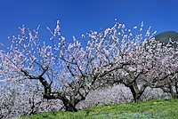 松代東条の杏-046