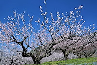 松代東条の杏-047