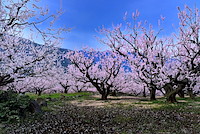 松代東条の杏-048